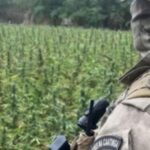 Operação das Polícias Militar e Federal erradica 72 mil pés de maconha e destrói 1,8 toneladas da droga na PB
