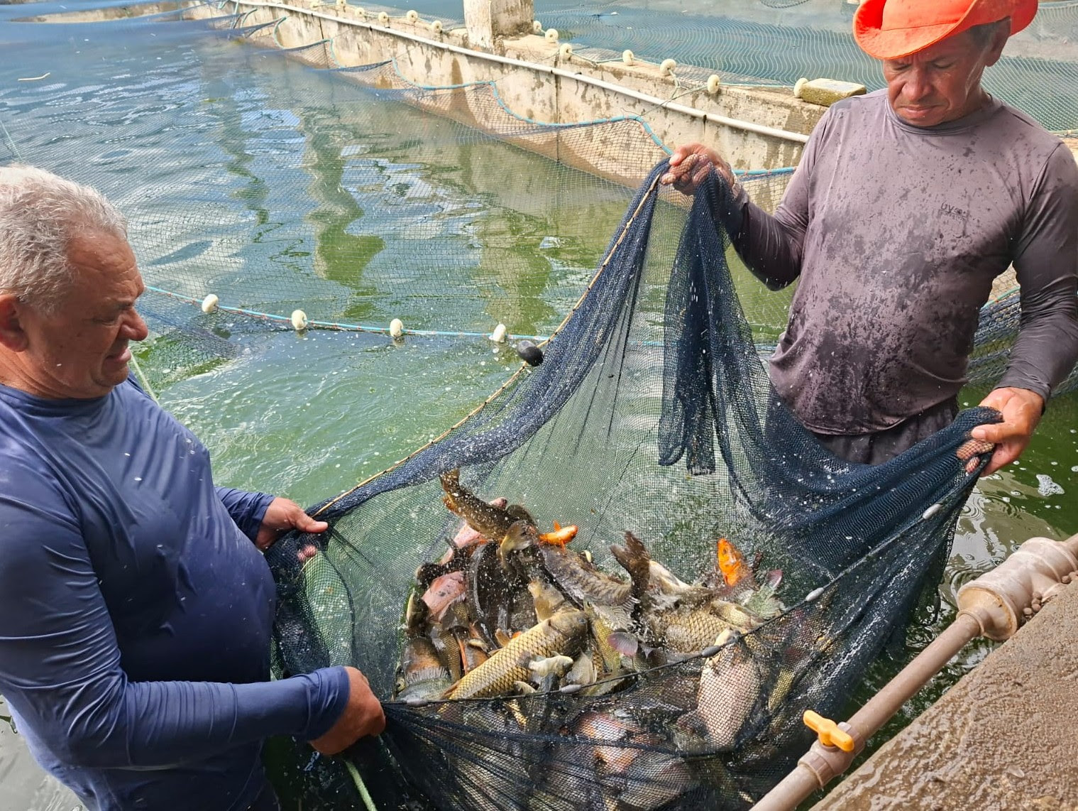 Programa de Piscicultura prepara a introdução de novas espécies de alevinos na Paraíba