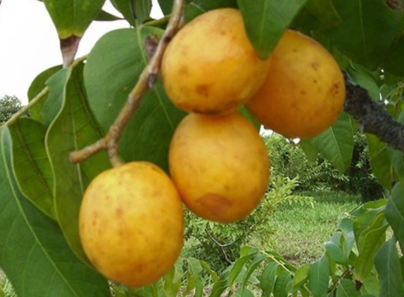 Empaer participa de Simpósio Regional sobre a Cultura do Umbu-cajá