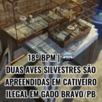🚨 18º BPM | DUAS AVES SILVESTRES SÃO APREENDIDAS EM CATIVEIRO ILEGAL EM GADO BRAVO