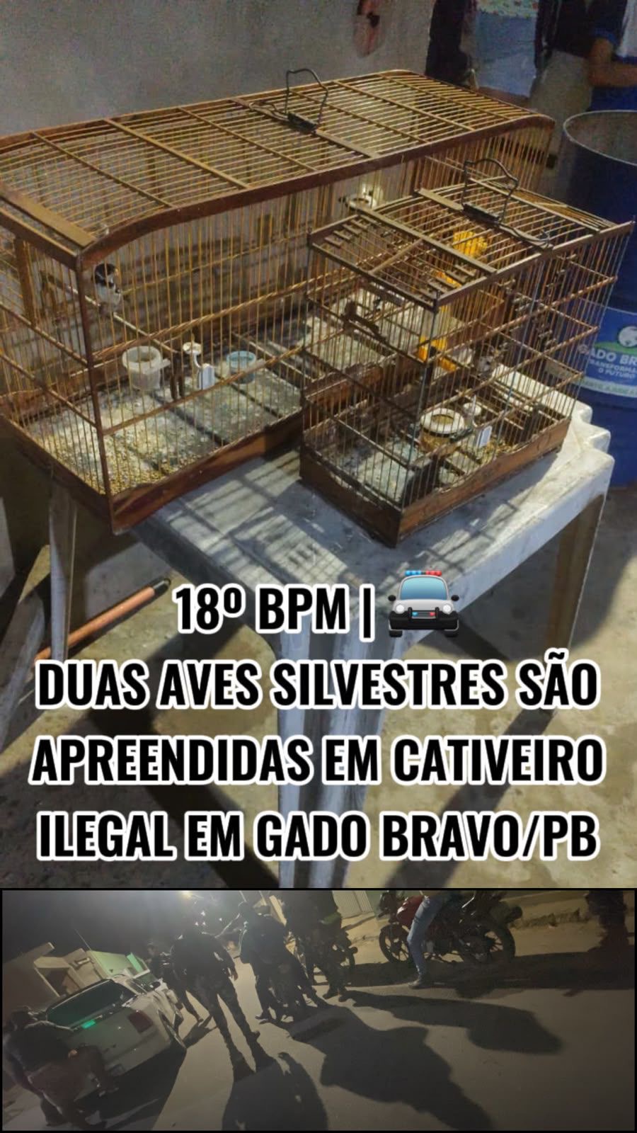 18º BPM apreende aves silvestres em cativeiro ilegal em Gado Bravo