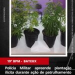 Nesta quinta-feira (17), a Polícia Militar, por meio do 19º BPM, apreendeu plantas análogas à maconha durante patrulhamento realizado no bairro do Sesi, na cidade de Bayeux.
