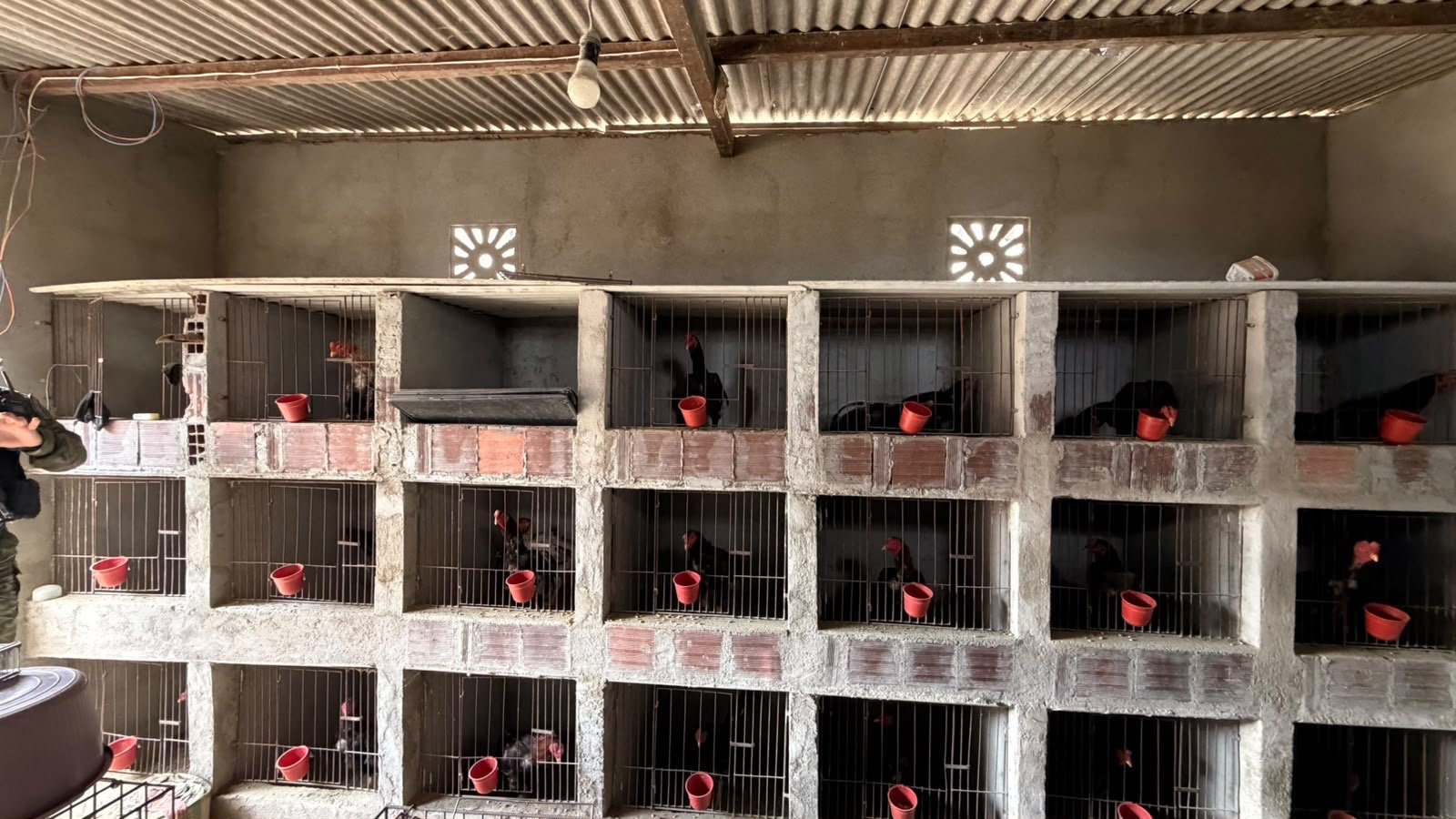 EM BOQUEIRÃO: Polícia Civil deflagra ação para investigar homicídio e acaba prendendo suspeitos por maus tratos a animais